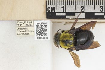 Media type: image;   Entomology 810842 Aspect: labels